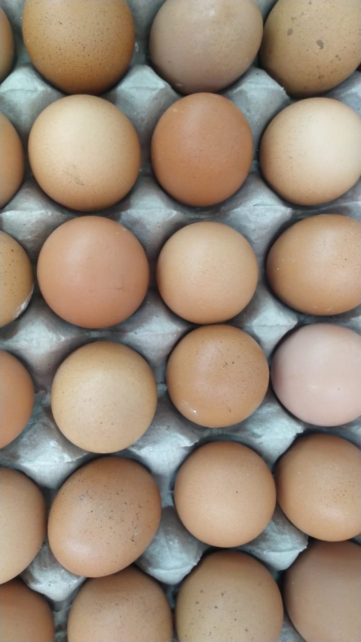 TELOR AYAM 1.25KG